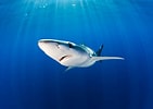 Risultato immagine per Large blauwe haai. Dimensioni: 141 x 100. Fonte: www.wwf.nl
