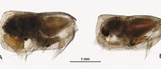 Afbeeldingsresultaten voor "conchoecia Subedentata". Grootte: 232 x 98. Bron: www.marinespecies.org