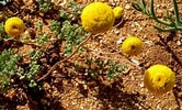 Image result for "farranula Concinna". Size: 166 x 100. Source: www.operationwildflower.org.za