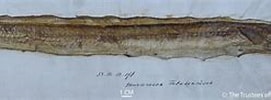 Image result for Echelus myrus Familie. Size: 271 x 67. Source: www.marinespecies.org
