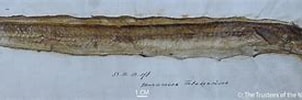 Image result for Echelus myrus Geslacht. Size: 302 x 67. Source: www.marinespecies.org