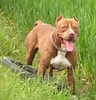 Image result for Pitbull American Terrier. Size: 96 x 100. Source: wallpapercave.com