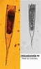 Afbeeldingsresultaten voor "Helicostomella subulata". Grootte: 60 x 100. Bron: web.nies.go.jp