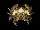Afbeeldingsresultaten voor "phymodius Granulosus". Grootte: 132 x 100. Bron: www.crabdatabase.info