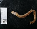 Afbeeldingsresultaten voor Nephthys incisa. Grootte: 127 x 100. Bron: www.marinespecies.org