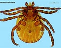 Image result for "pulcratis Reticulatus". Size: 126 x 100. Source: www.flickr.com