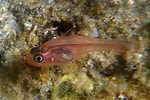 Image result for "pachycara Crassiceps". Size: 150 x 100. Source: fishesofaustralia.net.au