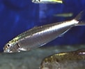 Image result for "sardina Pilchardus". Size: 122 x 100. Source: www.worldlifeexpectancy.com