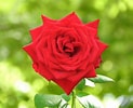 Image result for 赤い薔薇. Size: 123 x 100. Source: www.1242.com