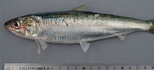 Image result for "sardina Pilchardus". Size: 219 x 100. Source: www.pinterest.com