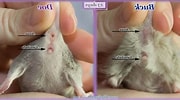 Image result for Hamster Geslacht. Size: 180 x 100. Source: nl.pinterest.com