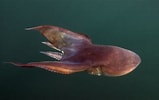 Afbeeldingsresultaten voor "tremoctopus Violaceus". Grootte: 159 x 100. Bron: www.pinterest.jp