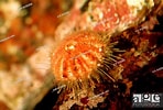 Image result for "echinus Elegans". Size: 148 x 100. Source: www.agefotostock.com