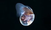 Image result for "Limacina trochiformis". Size: 166 x 100. Source: www.reeflex.net