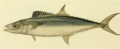 Image result for "scomberomorus Tritor". Size: 241 x 100. Source: fishillust.com