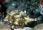 Image result for Acanthostracion notacanthus Familie. Size: 145 x 100. Source: www.reeflex.net