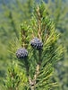 Image result for "aulospathis Pinus". Size: 76 x 100. Source: www.plantsdirect.ca