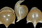 Image result for "cavolinia Globulosa". Size: 147 x 100. Source: www.jaxshells.org