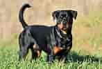 Bildresultat för Rottweiler. Storlek: 147 x 100. Källa: fumipets.com