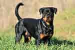 Billedresultat for Rottweiler. størrelse: 150 x 100. Kilde: fumipets.com