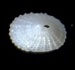Image result for "puncturella Noachina". Size: 108 x 100. Source: www.naturamediterraneo.com