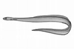 Image result for "derichthys Serpentinus". Size: 150 x 100. Source: fishesofaustralia.net.au