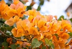Afbeeldingsresultaten voor "bougainvillea Frondosa". Grootte: 148 x 100. Bron: www.buzzle.com