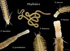 Image result for "phyllodoce Laminosa". Size: 138 x 100. Source: www.bilibili.com