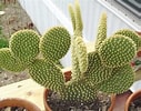 Image result for Cactus Soorten en Namen. Size: 127 x 100. Source: coastlinesurfsystem.com