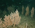 Image result for Eunicella verrucosa. Size: 122 x 100. Source: www.marlin.ac.uk