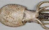 Afbeeldingsresultaten voor "ocythoe Tuberculata". Grootte: 161 x 100. Bron: tolweb.org