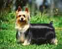 Billedresultat for Silky Terrier. størrelse: 126 x 100. Kilde: www.petpaw.com.au