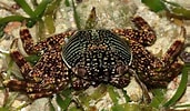 Image result for "grapsus Albolineatus". Size: 171 x 100. Source: www.picture-worl.org