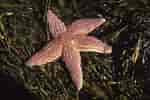 Image result for Asteriidae Feiten. Size: 150 x 100. Source: mainenaturalhistory.org
