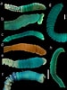 Afbeeldingsresultaten voor Notomastus latericeus Geslacht. Grootte: 75 x 100. Bron: www.researchgate.net