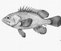 Afbeeldingsresultaten voor "epinephelus Haifensis". Grootte: 121 x 100. Bron: thewebsiteofeverything.com
