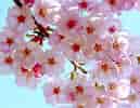 Kuvatulos haulle Cherry Blossom. Koko: 129 x 100. Lähde: www.freeimages.com