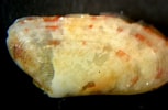 Image result for "tellina Pygmaea". Size: 153 x 100. Source: www.naturamediterraneo.com
