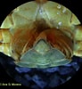 Image result for "sacculina Atlantica". Size: 92 x 100. Source: bioimagen.bioucm.es