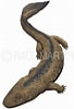 Image result for "acanthostaurus Hansen". Size: 68 x 100. Source: prehistorico.fandom.com