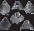 Afbeeldingsresultaten voor "macandrevia Cranium". Grootte: 110 x 100. Bron: www.researchgate.net