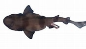 Afbeeldingsresultaten voor "cephaloscyllium Silasi". Grootte: 175 x 100. Bron: shark-references.com