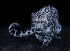 Image result for Snow Leopard Hunting. Size: 137 x 100. Source: www.reddit.com