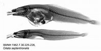 Image result for "ciliata Septentrionalis". Size: 198 x 100. Source: www.gbif.org