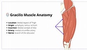 Afbeeldingsresultaten voor Musculus Gracilis Gray's Anatomy. Grootte: 173 x 100. Bron: www.theplasticsfella.com
