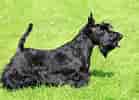 Image result for Skotsk terrier. Size: 139 x 100. Source: se.dreamstime.com