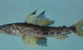 Image result for Aulopus filamentosus Rijk. Size: 167 x 100. Source: ncfishes.com