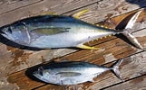 Image result for "thunnus Albacares". Size: 161 x 100. Source: ncfishes.com