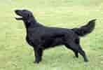 Image result for Flat Coated Retriever. Size: 147 x 100. Source: woofbarkgrowl.co.uk