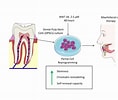 dental pulp stem cell markers के लिए छवि परिणाम. आकार: 118 x 100. स्रोत: www.mdpi.com